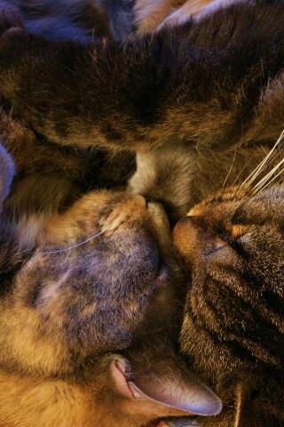 Сладкая парочка обои