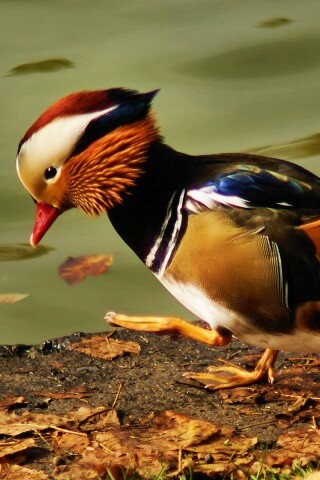 Уточка - мандаринка обои