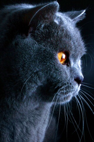 Плюшик  обои