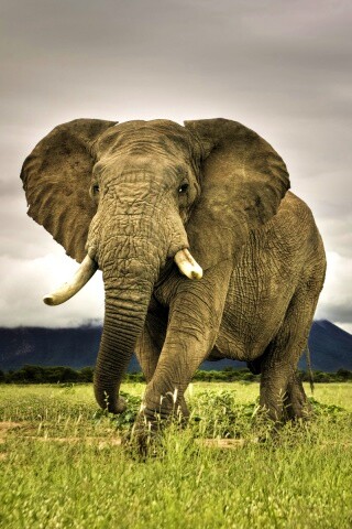Слон на прогулке обои