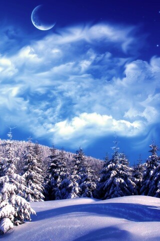 Зимний еловый лес обои