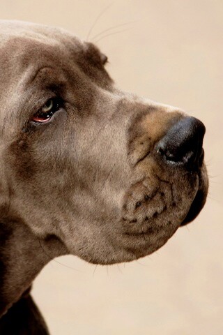 Грустная собака обои