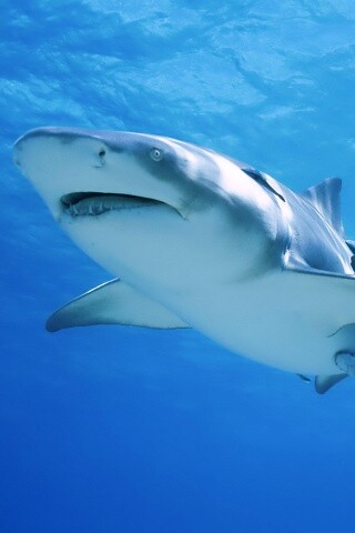 Красивая глубоководная акула обои