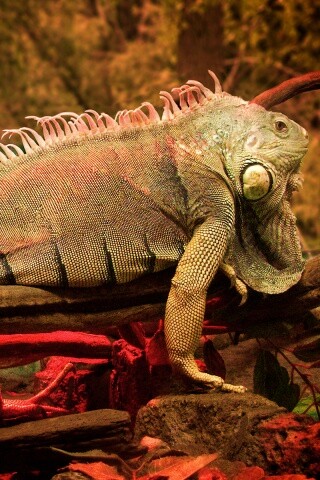 Большая игуана обои