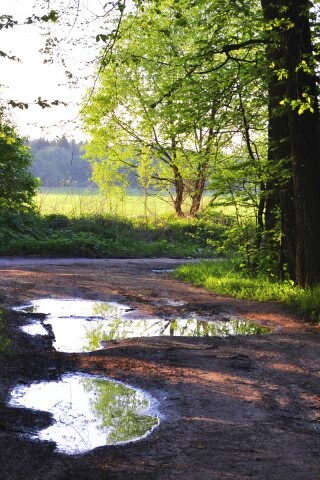 Лесная дорога обои