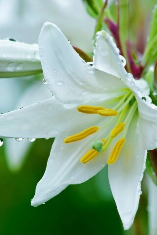 Белая лилия обои