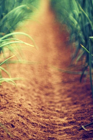 Тропинка в траве обои