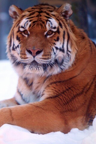 Тигр в снегу обои
