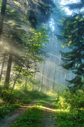 Тропа в лесу обои