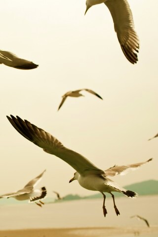 Чайки обои