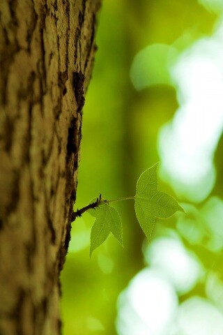 Листок на стволе дерева обои