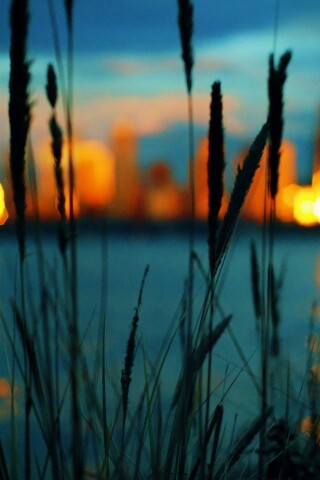 Камыш на фоне вечерних огней обои