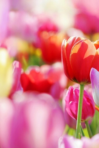 Красивые тюльпаны обои