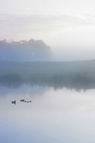Ducks on a Misty Pond обои