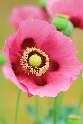 Розовые маки обои