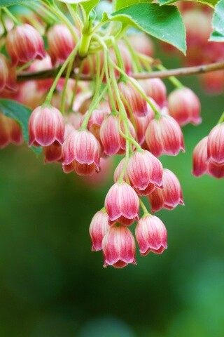 Красные колокольчики обои