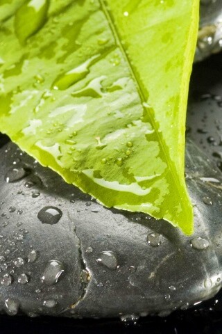 Зеленый лист на черных камнях обои