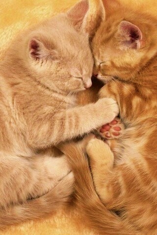 Рыжие котята в обнимку обои