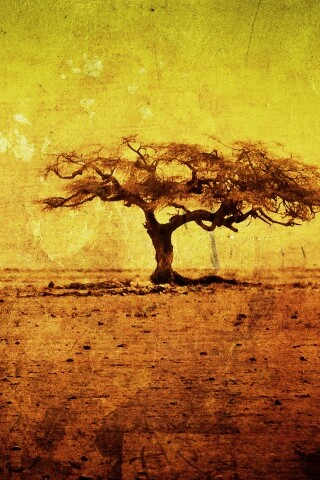 Гранжевое дерево в саванне обои