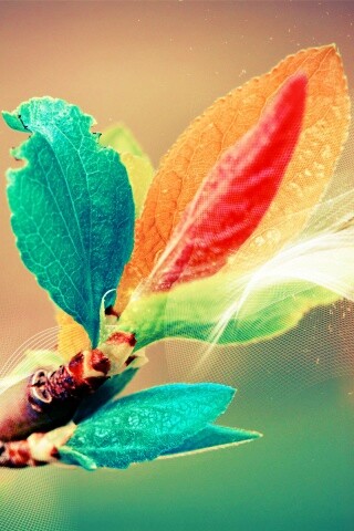 Разноцветные листья обои