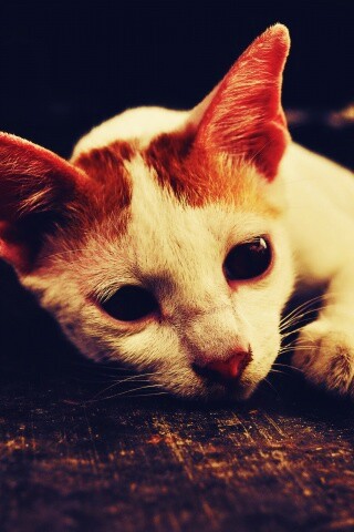 Белый кот на черном полу обои