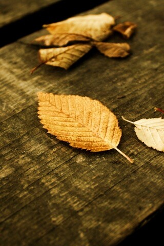 Опавшая листва обои