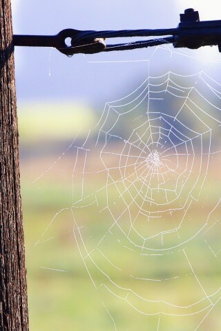 Паутина 51 обои