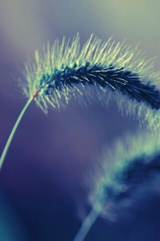 Травинка обои