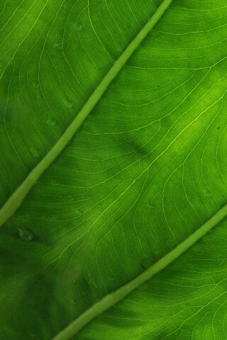 Прожилки на листе обои