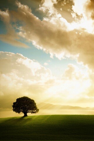 Холм и дерево обои