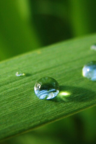 Капли росы на листе обои