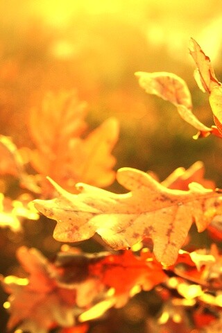 Дубовые листья обои