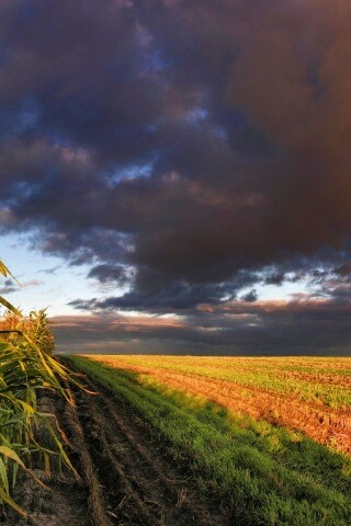 Кукурузное поле обои
