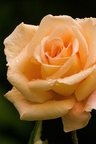 Белая роза обои