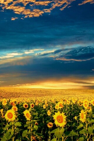 Целое поле подсолнухов обои