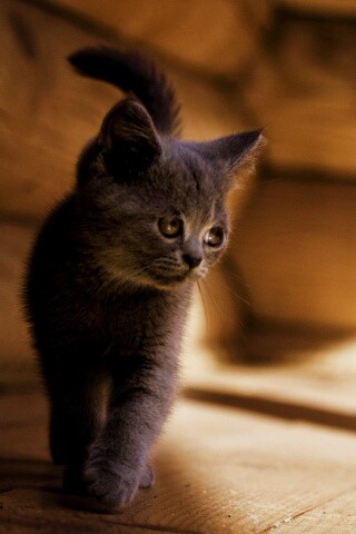 Маленький дымчатый котенок обои