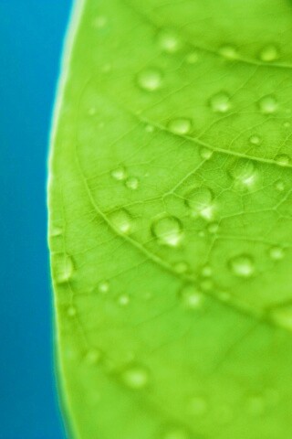Зеленый листик в макро обои