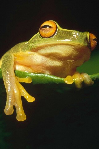 Лягушка на отдыхе обои