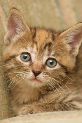 Милый маленький котенок обои