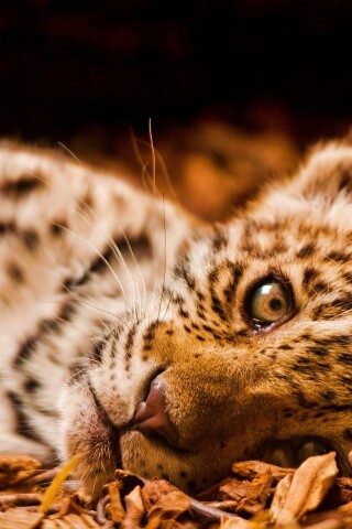 Гепард котенок обои