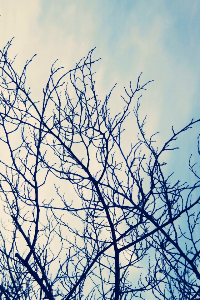 Ветвистое дерево обои