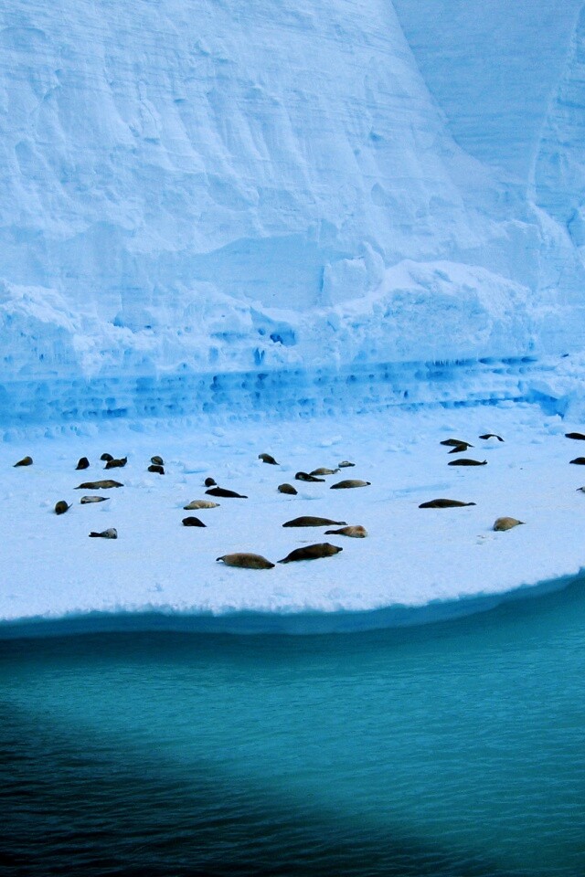 Спящие тюлени обои