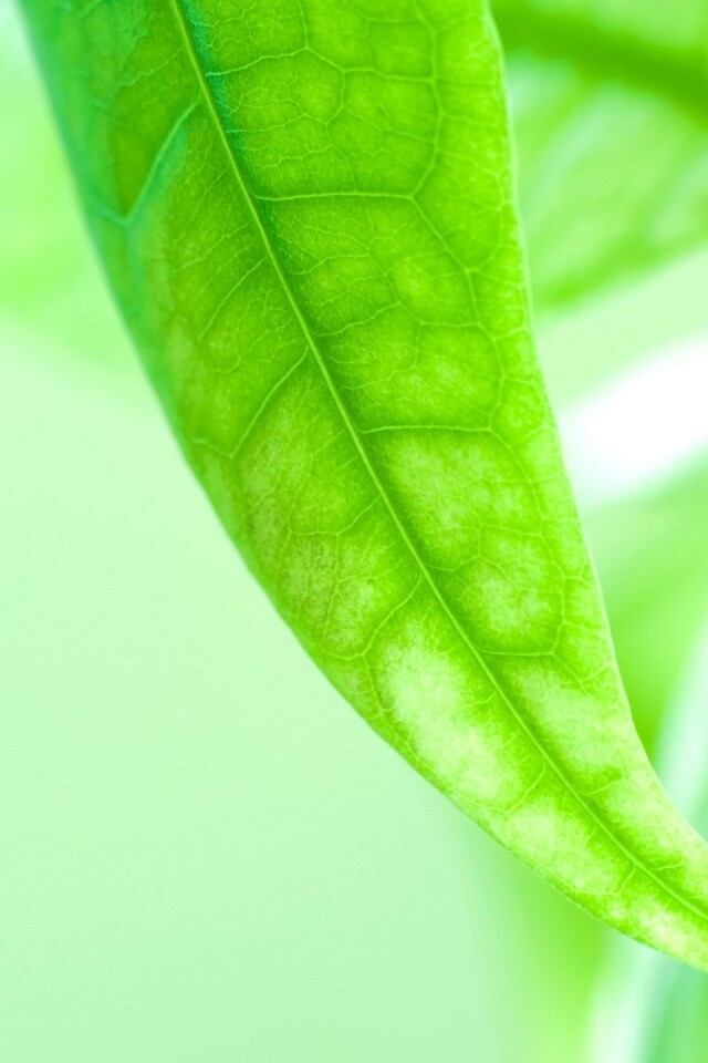 Зеленый листок обои