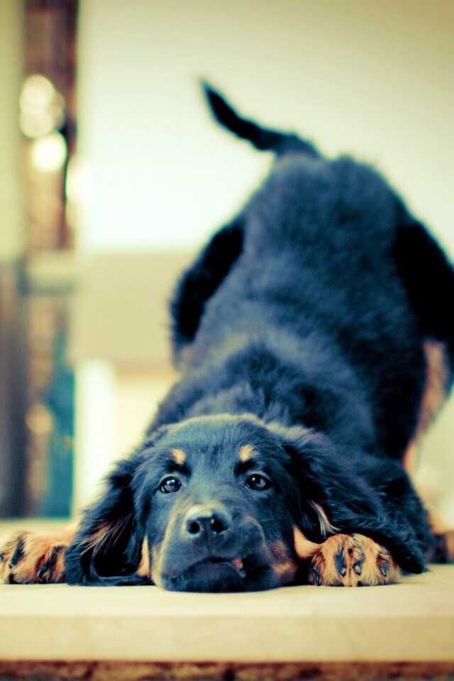 Игривый пес обои