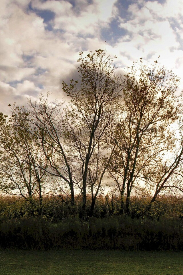 Деревце обои