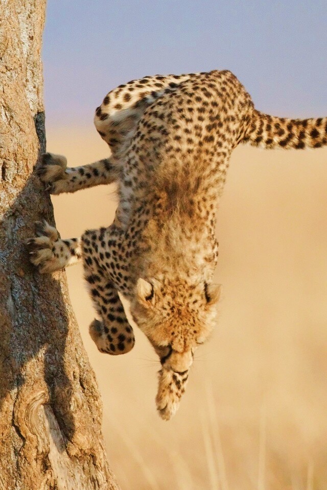 Скалолаз обои