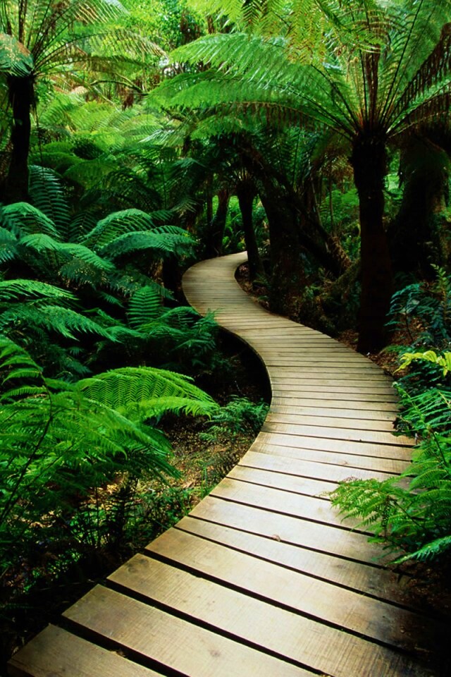 Дорожка в зарослях обои