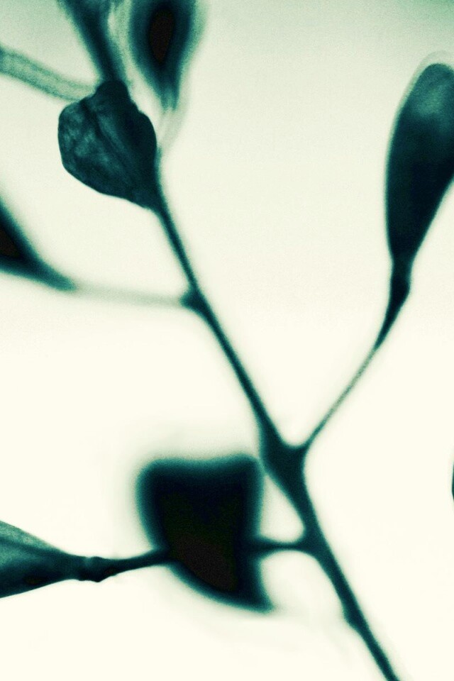 Усыхающие листья обои