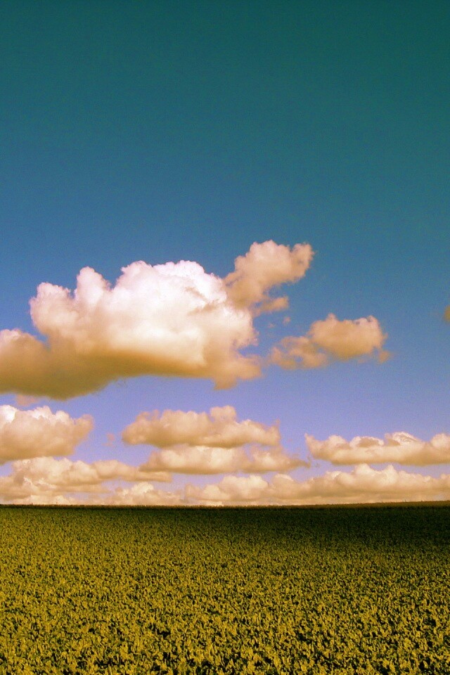 Обака над бескрайними полями обои