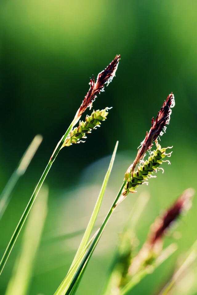 Макро фото луговой травы обои